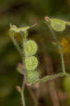 Sticky jointvetch